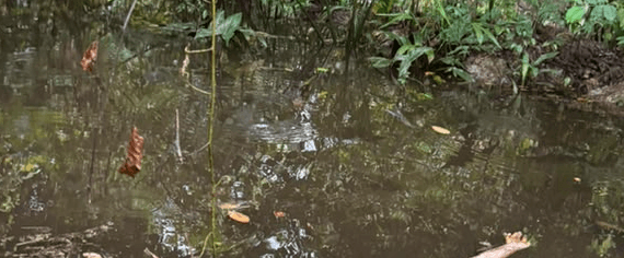 Mutilated Body of Abducted Woman Found in Rivers State Community
